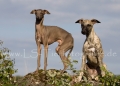 54 Windhund-Trio